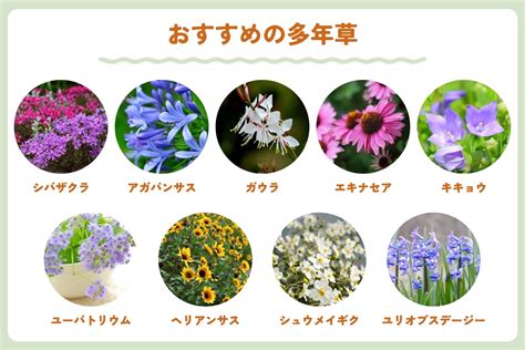 多年生草花種類|「多年草」植物一覧（条件から探す）｜図鑑検索｜みんなの趣味 